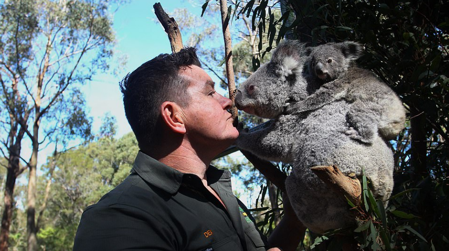 澳洲爆发森林大火,超80%考拉死亡,兽医和动保人员正努力救助