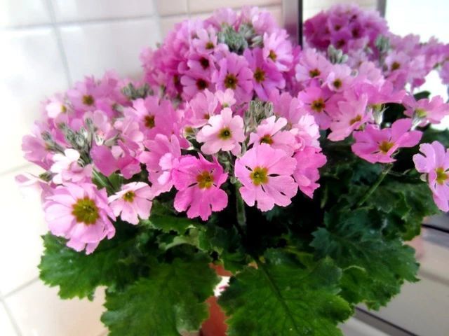 喜凉怕热的欧洲报春花 冬春时节可以开半年 天气一热就会挂 报春花 盆栽 观赏植物