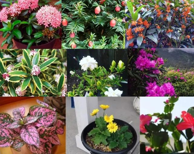 喜凉怕热的欧洲报春花 冬春时节可以开半年 天气一热就会挂 报春花 盆栽 观赏植物