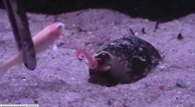 鸡心螺|常见的鸡心螺，为什么能跻身海洋十大杀手之列？