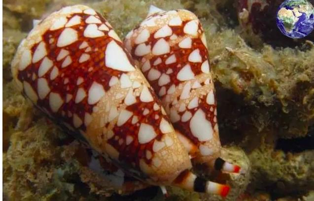 鸡心螺|常见的鸡心螺，为什么能跻身海洋十大杀手之列？