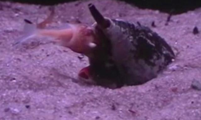 鸡心螺|常见的鸡心螺，为什么能跻身海洋十大杀手之列？