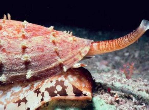 鸡心螺|常见的鸡心螺，为什么能跻身海洋十大杀手之列？