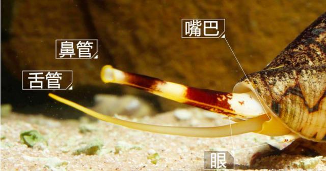 鸡心螺|常见的鸡心螺，为什么能跻身海洋十大杀手之列？