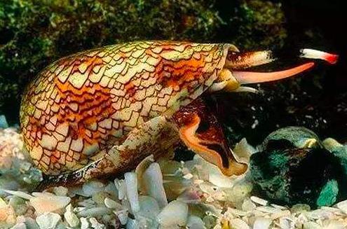 鸡心螺|常见的鸡心螺，为什么能跻身海洋十大杀手之列？