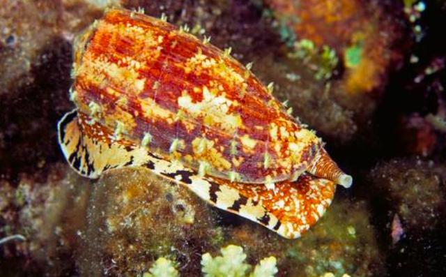 鸡心螺|常见的鸡心螺，为什么能跻身海洋十大杀手之列？