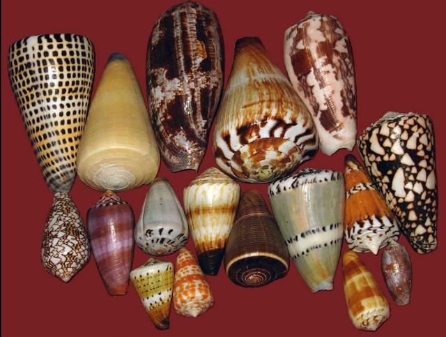 鸡心螺|常见的鸡心螺，为什么能跻身海洋十大杀手之列？