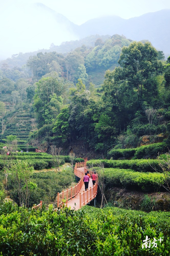 香飘欧洲潮州凤凰单丛茶受欧盟保护