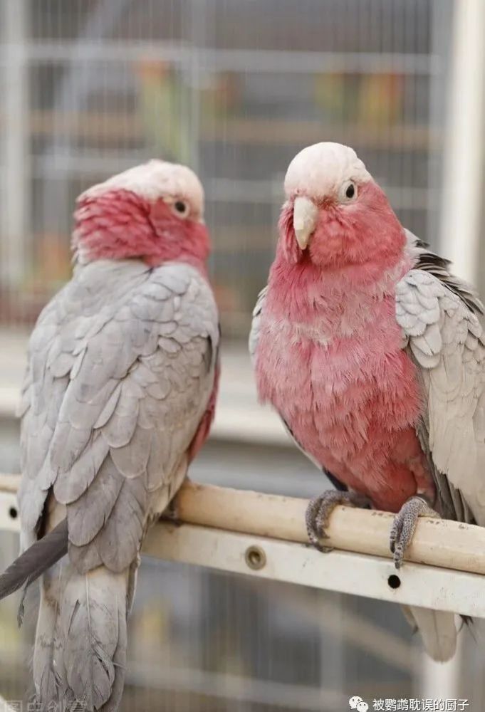 三种上万的粉红色凤头鹦鹉 你认识其中几种 腾讯新闻