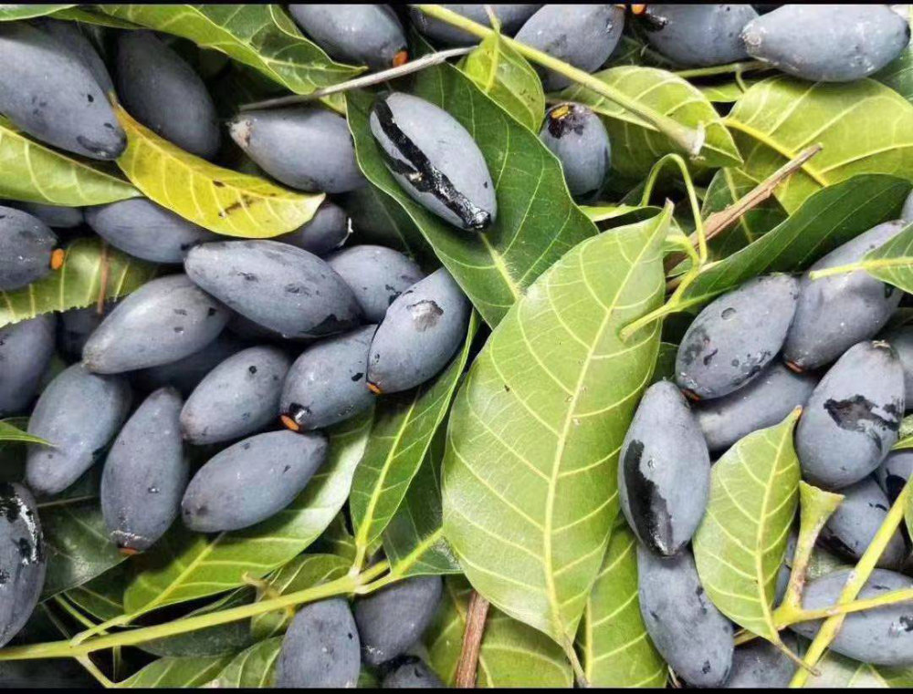 广东黑榄角是怎么做成的?看一遍全学会,都是干货!