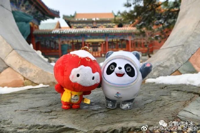 北京冬奥会|这俩刚满周岁的小家伙，已经是冬奥老员工了……