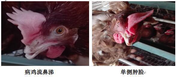 鼻炎|拿什么拯救你—顽固的鼻炎