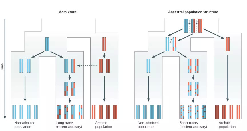 古人类基因|现代人体内发现渗入古人类基因：是毒药还是宝藏？