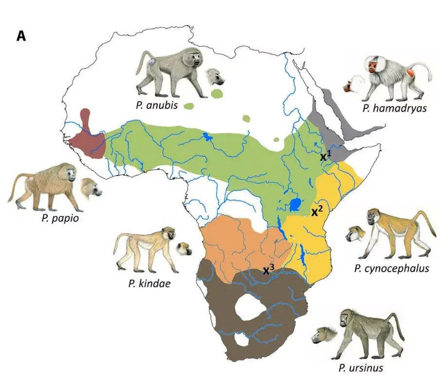 古人类基因|现代人体内发现渗入古人类基因：是毒药还是宝藏？