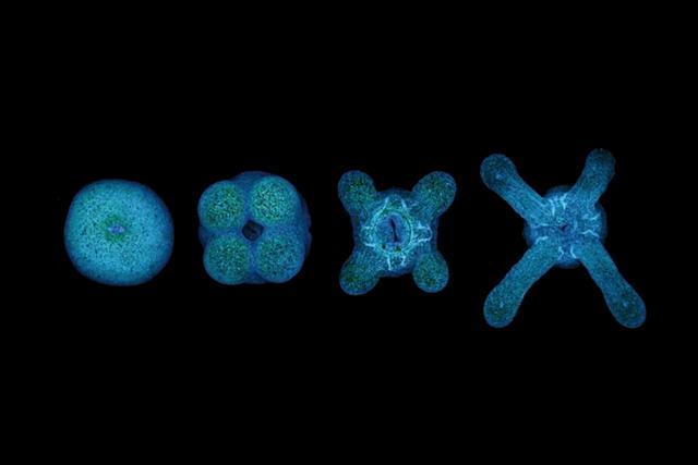 海葵|吃多了肚子容易长赘肉？对于它来说只是长胳膊而已