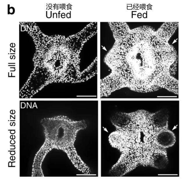 海葵|吃多了肚子容易长赘肉？对于它来说只是长胳膊而已