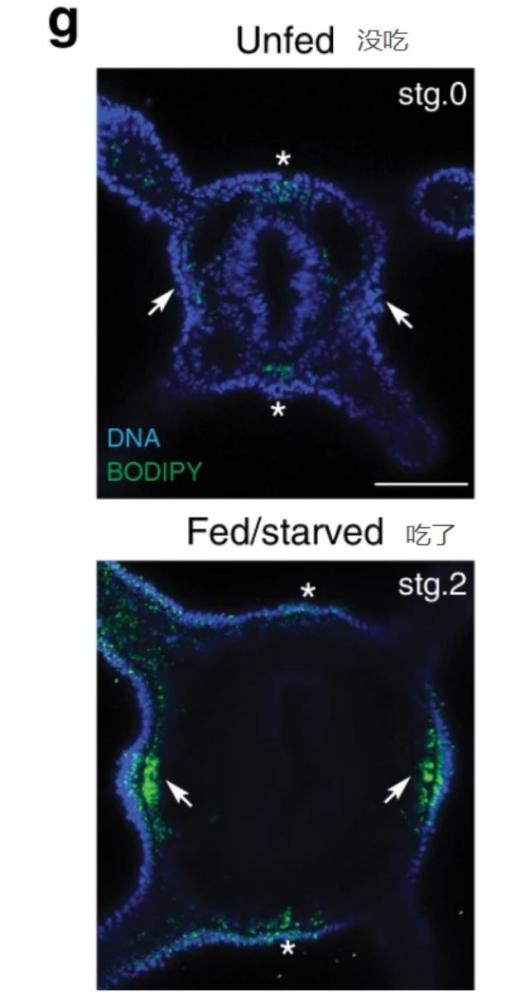 海葵|吃多了肚子容易长赘肉？对于它来说只是长胳膊而已