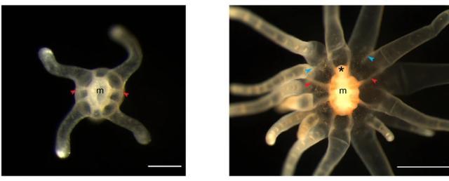 海葵|吃多了肚子容易长赘肉？对于它来说只是长胳膊而已