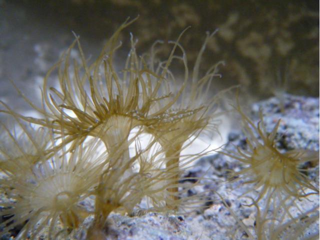 海葵|吃多了肚子容易长赘肉？对于它来说只是长胳膊而已