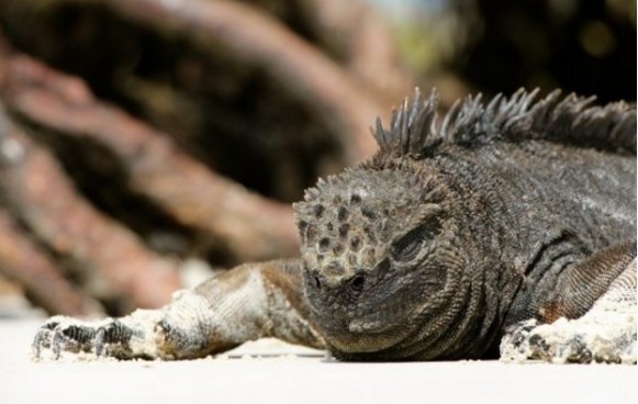 物种大灭绝|最新研究指出，第六次物种大灭绝正在进行，陆生脊椎动物处境危险