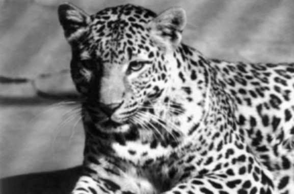 物种大灭绝|最新研究指出，第六次物种大灭绝正在进行，陆生脊椎动物处境危险