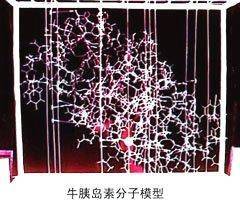 牛胰岛素|医学史上9月17日：我国完成世界首次人工合成结晶牛胰岛素工作