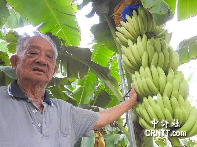 高雄旗山78岁的陈隆吉种香蕉近30年.(中评社 蒋继平摄)