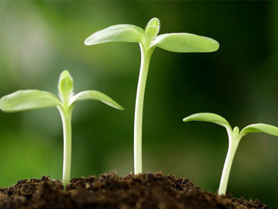 肥料|应如何使用各种肥料？很详细，很容易理解！