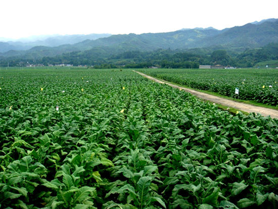 肥料|应如何使用各种肥料？很详细，很容易理解！