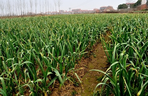 种植大蒜需要什么生长条件掌握这4种方法老菜农也会很羡慕你