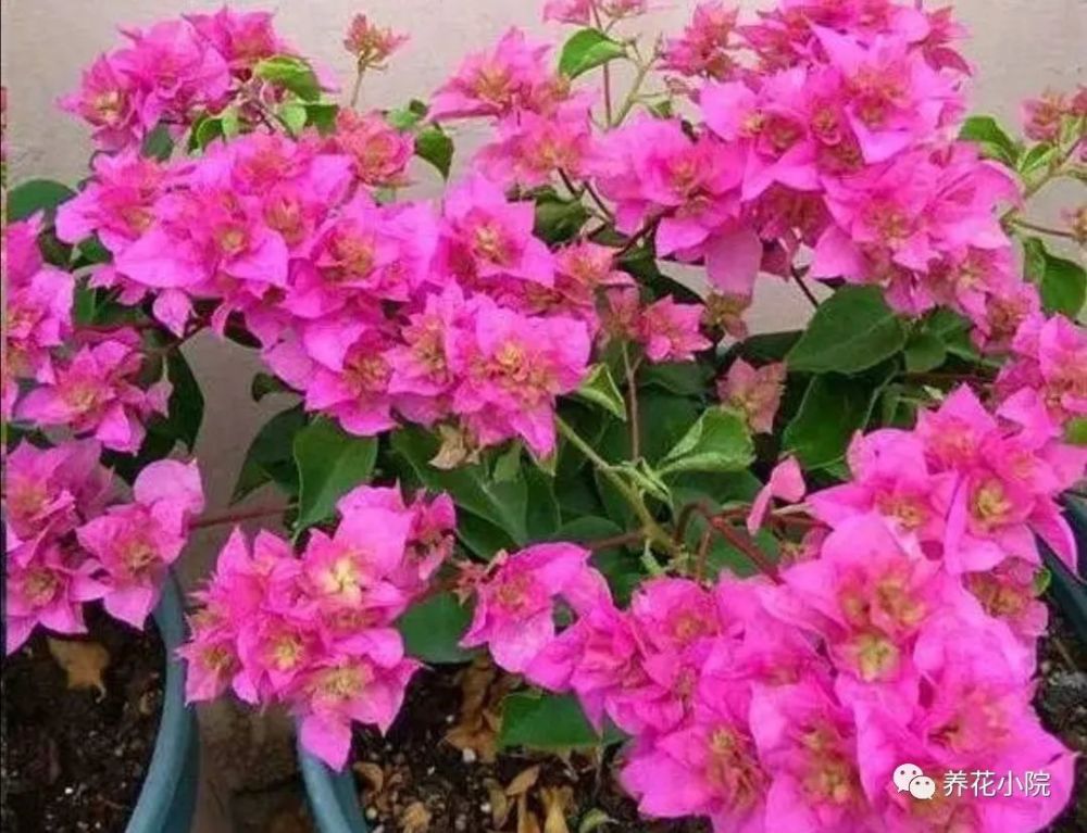 三角梅|秋天养三角梅，补充2种“开花肥”，促使植株再次开花