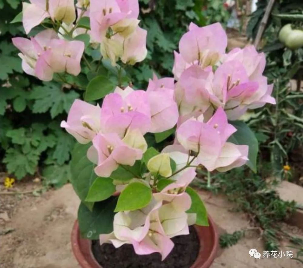 三角梅|秋天养三角梅，补充2种“开花肥”，促使植株再次开花