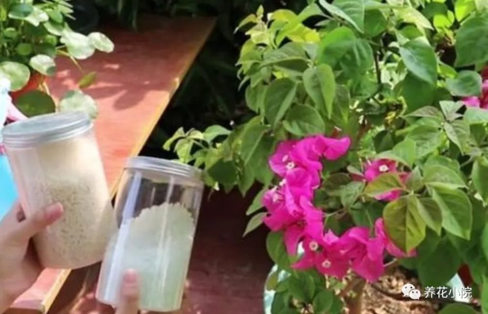 三角梅|秋天养三角梅，补充2种“开花肥”，促使植株再次开花