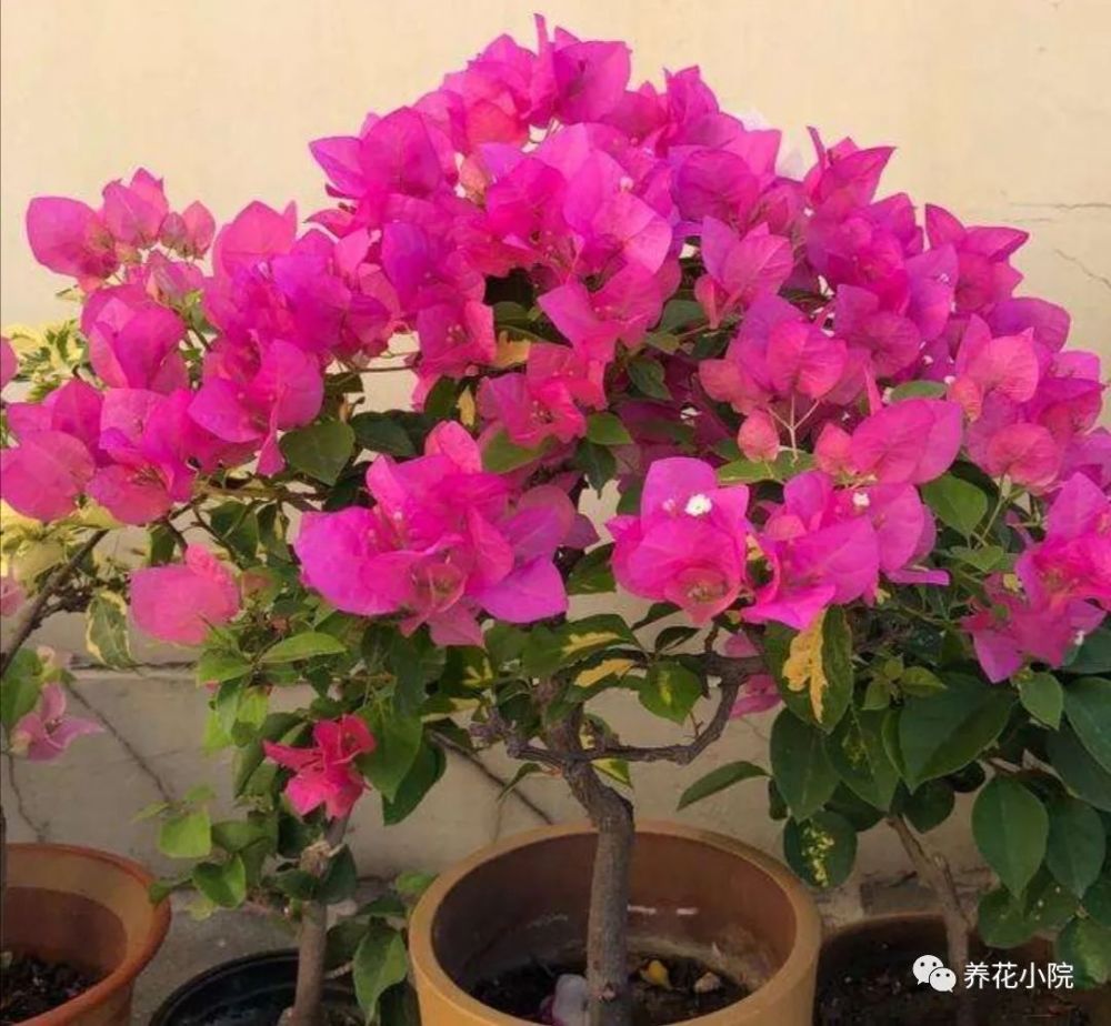 三角梅|秋天养三角梅，补充2种“开花肥”，促使植株再次开花