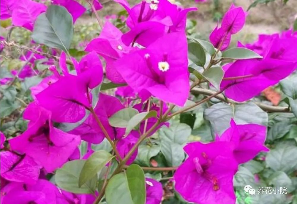 三角梅|秋天养三角梅，补充2种“开花肥”，促使植株再次开花