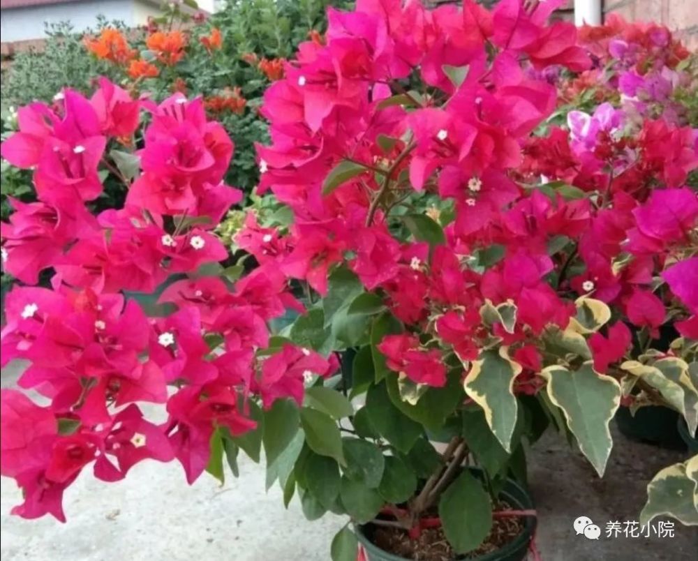 三角梅|秋天养三角梅，补充2种“开花肥”，促使植株再次开花