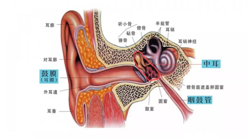 感冒过后宝宝耳朵痛?当心患上中耳炎