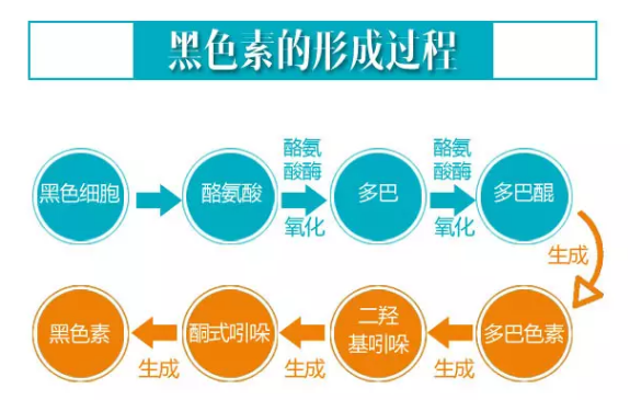 你们可知,酪氨酸酶异常是白癜风难除的重要因素!又该如何改善?|白癜风