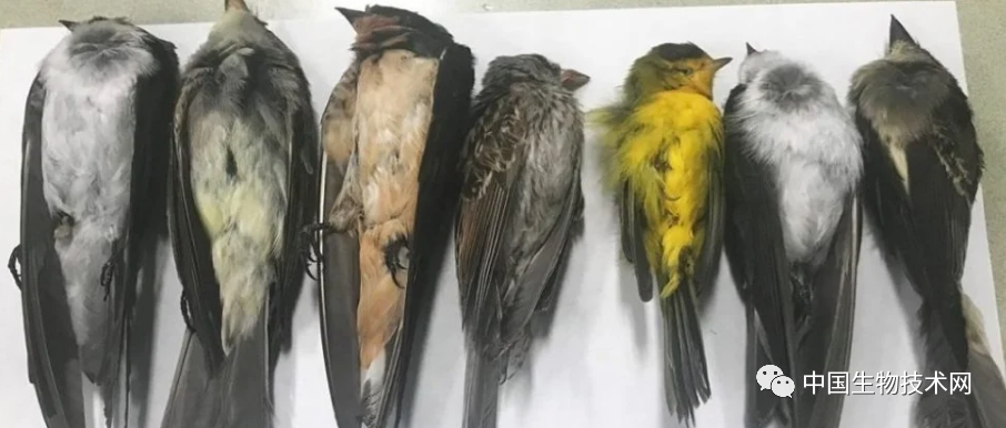 美国|史无前例！美国多州出现大量候鸟死亡事件