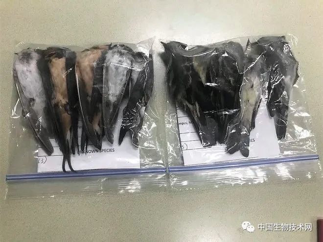 美国|史无前例！美国多州出现大量候鸟死亡事件