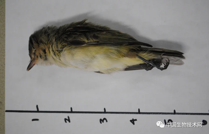 美国|史无前例！美国多州出现大量候鸟死亡事件