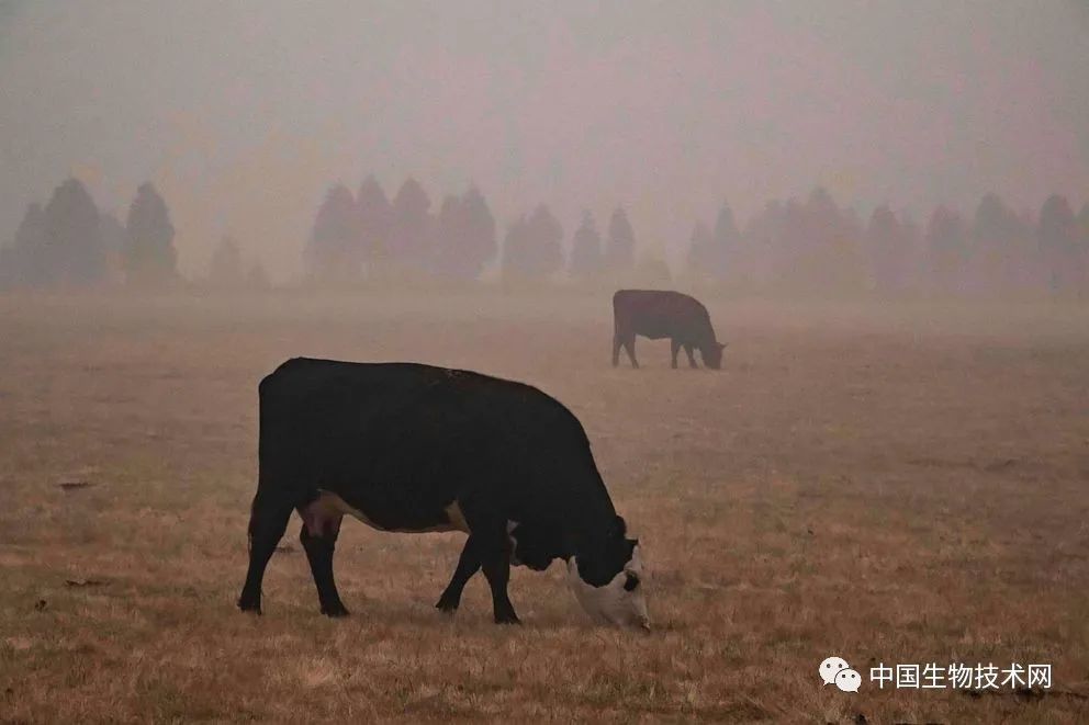 美国|史无前例！美国多州出现大量候鸟死亡事件