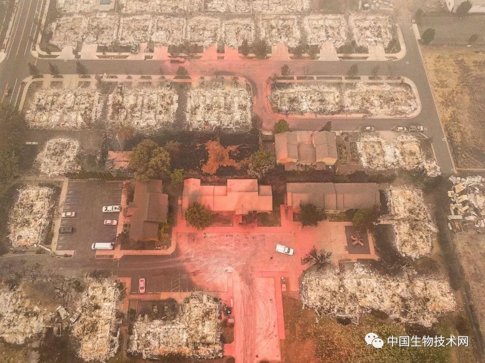 美国|史无前例！美国多州出现大量候鸟死亡事件