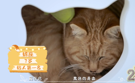 橘座|上线9.8，B站又做了件好事