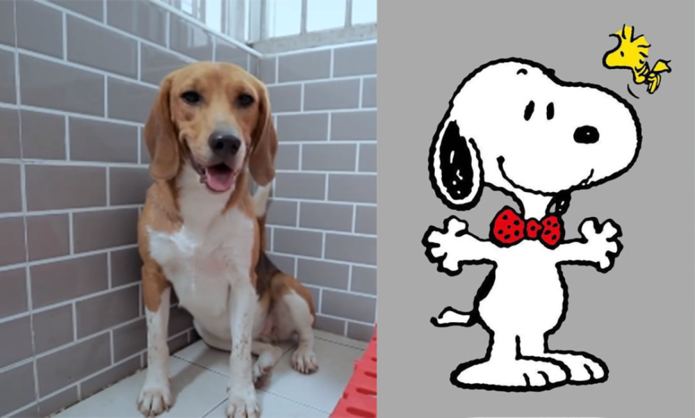 橘座|上线9.8，B站又做了件好事