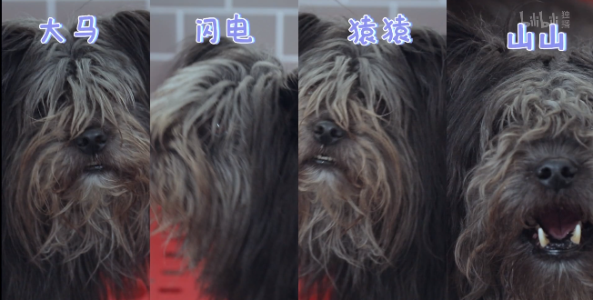 橘座|上线9.8，B站又做了件好事