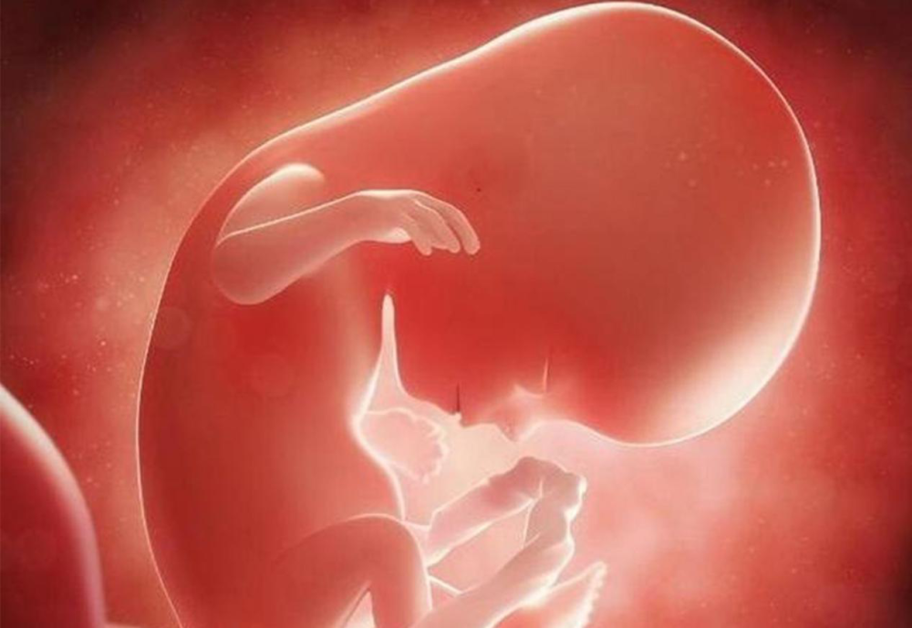 怀孕5周胎儿发育图图片