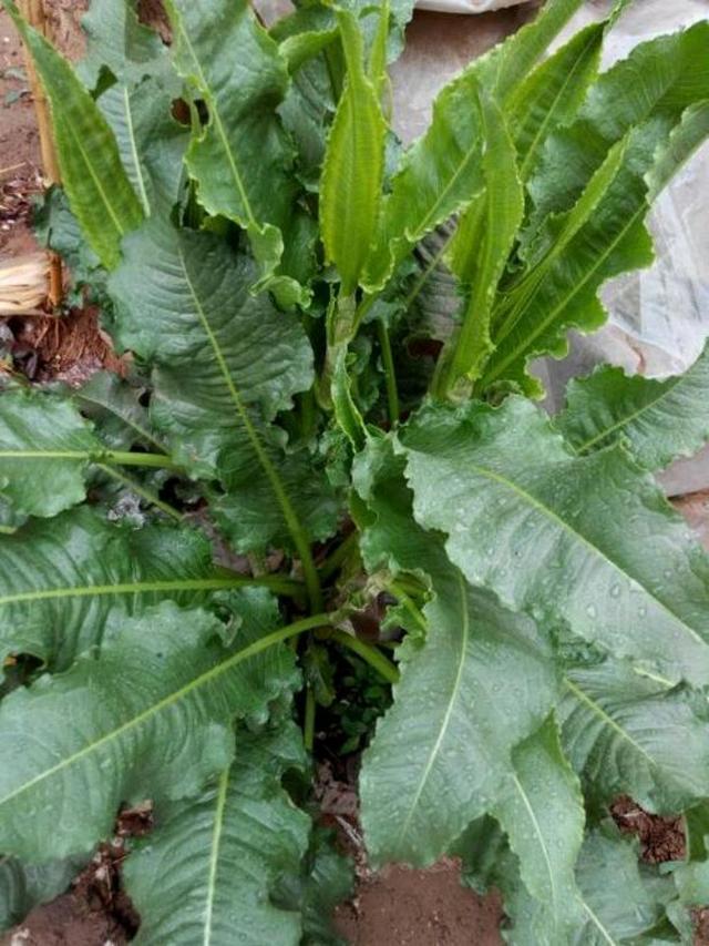 农村常见的土大黄有什么用途