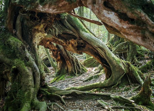 球蟒|15年没遇过雄蛇！62岁雌蛇产下7枚蛇卵，是什么原因？