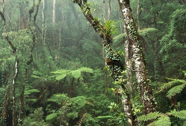 球蟒|15年没遇过雄蛇！62岁雌蛇产下7枚蛇卵，是什么原因？